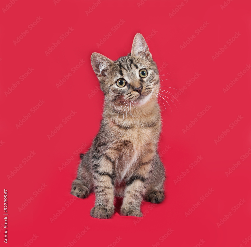 Obraz premium Striped kitten sitting on red