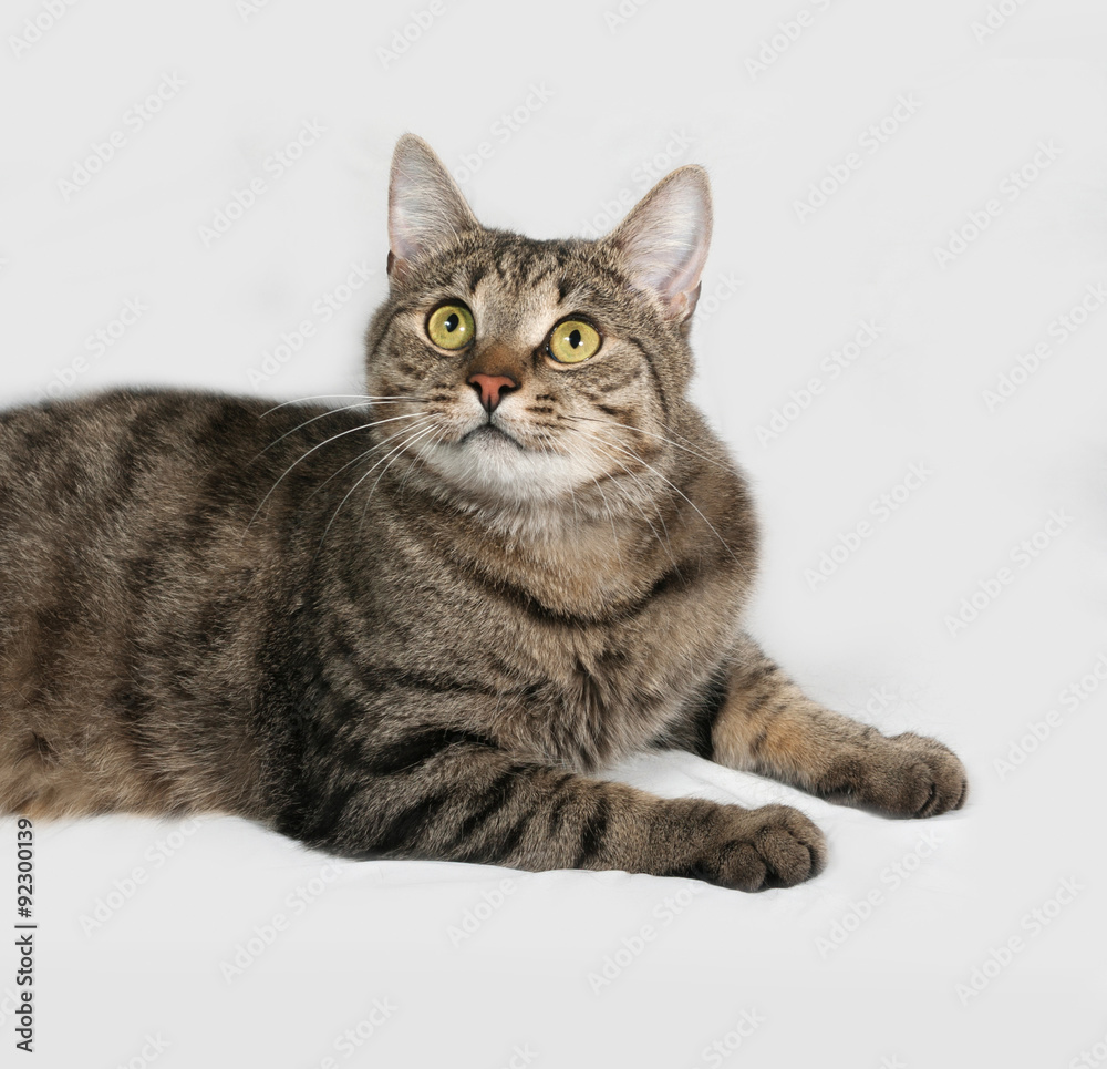 Tabby and white cat lying on gray