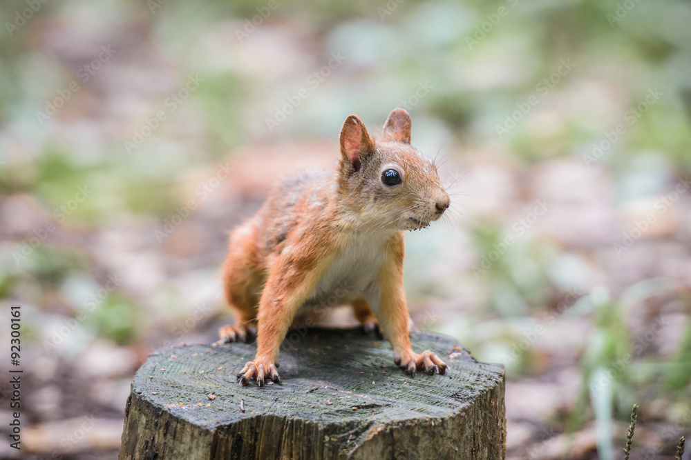 Obraz premium Curious squirrel 