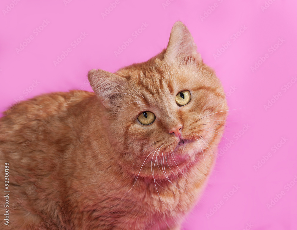 Red cat sitting on pink