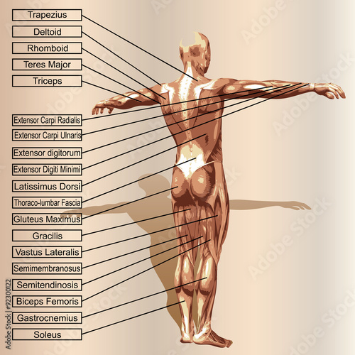 Vector 3D human male anatomy with muscles and text