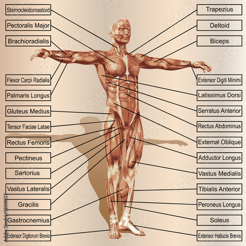 Vector 3D human male anatomy with muscles and text