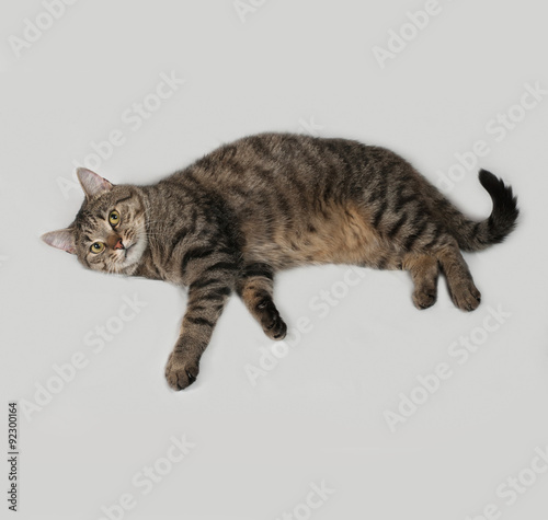 Tabby and white cat lying on gray