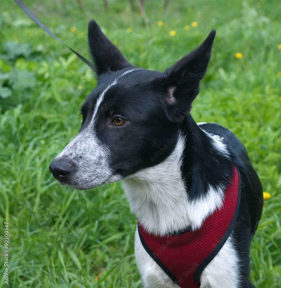 Black and white dog sitting on grass Black and white dog sitting on grass