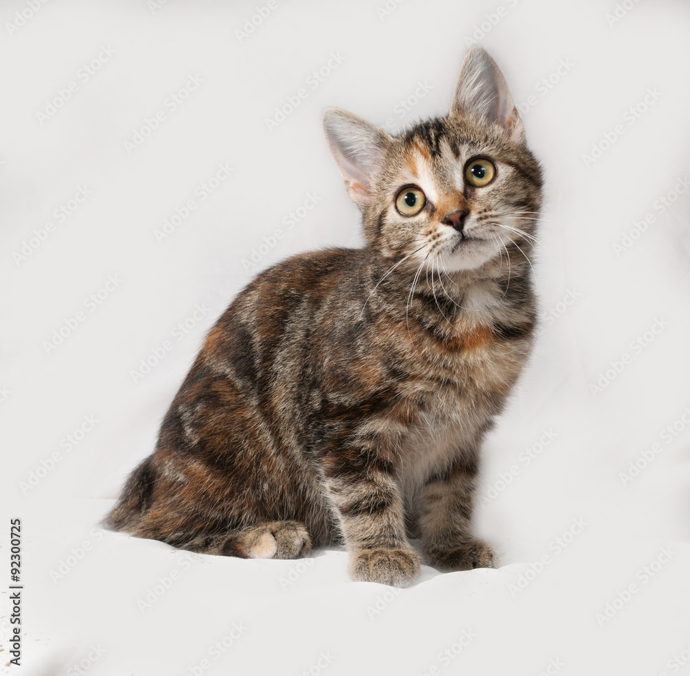 Obraz premium Tricolor kitten sitting on gray