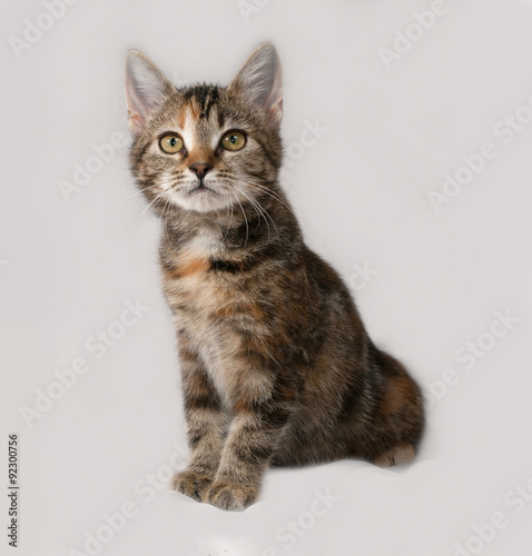 Tricolor kitten sitting on gray