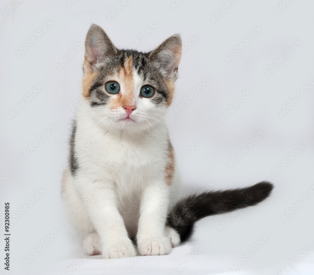 Tricolor kitten sitting on gray
