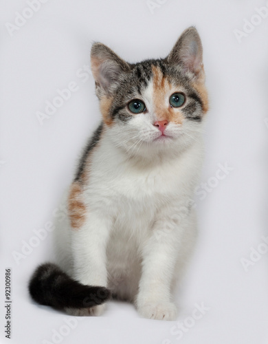 Tricolor kitten sitting on gray © Hanna Darzy