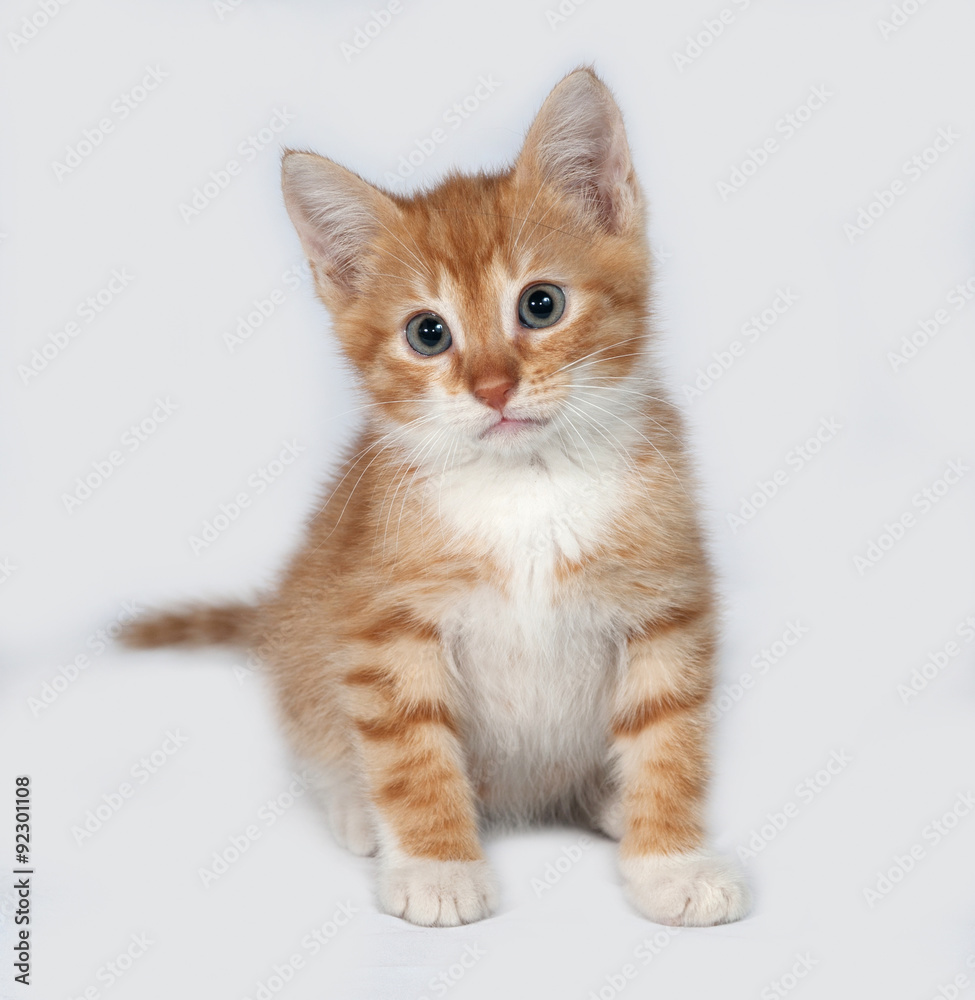 Red kitten sitting on gray