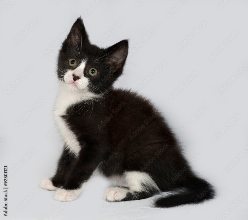 Black and white kitten sitting on gray