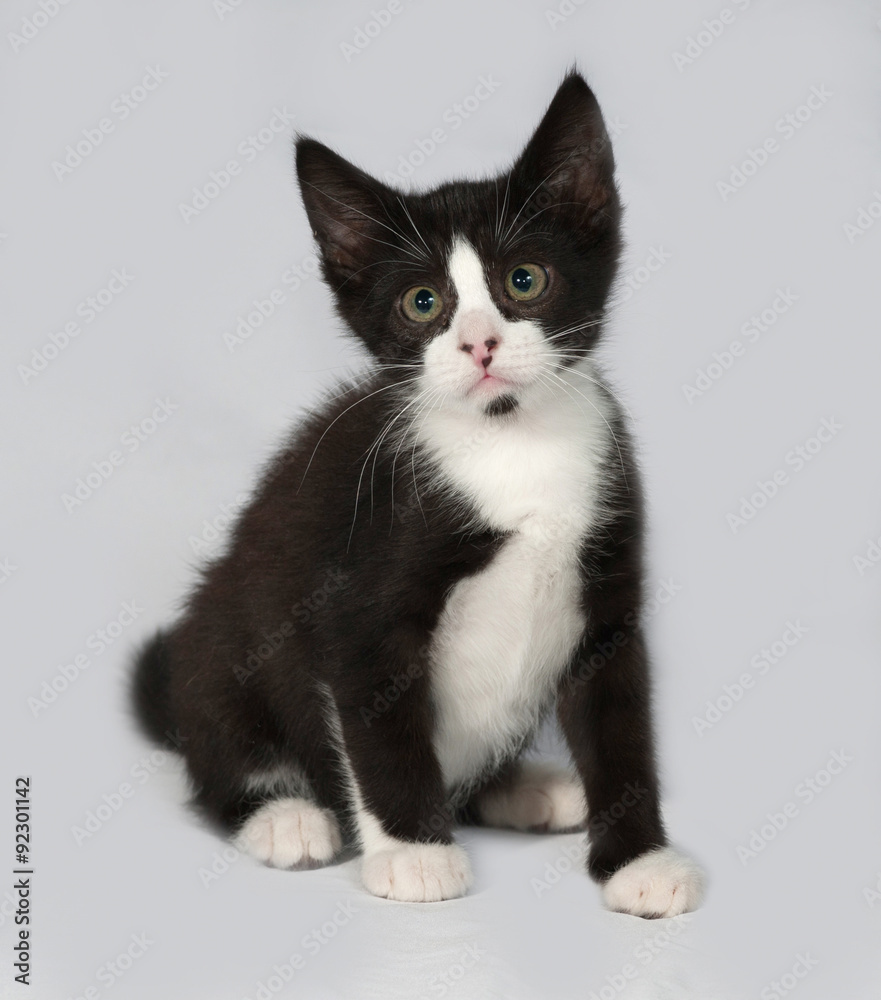 Black and white kitten sitting on gray