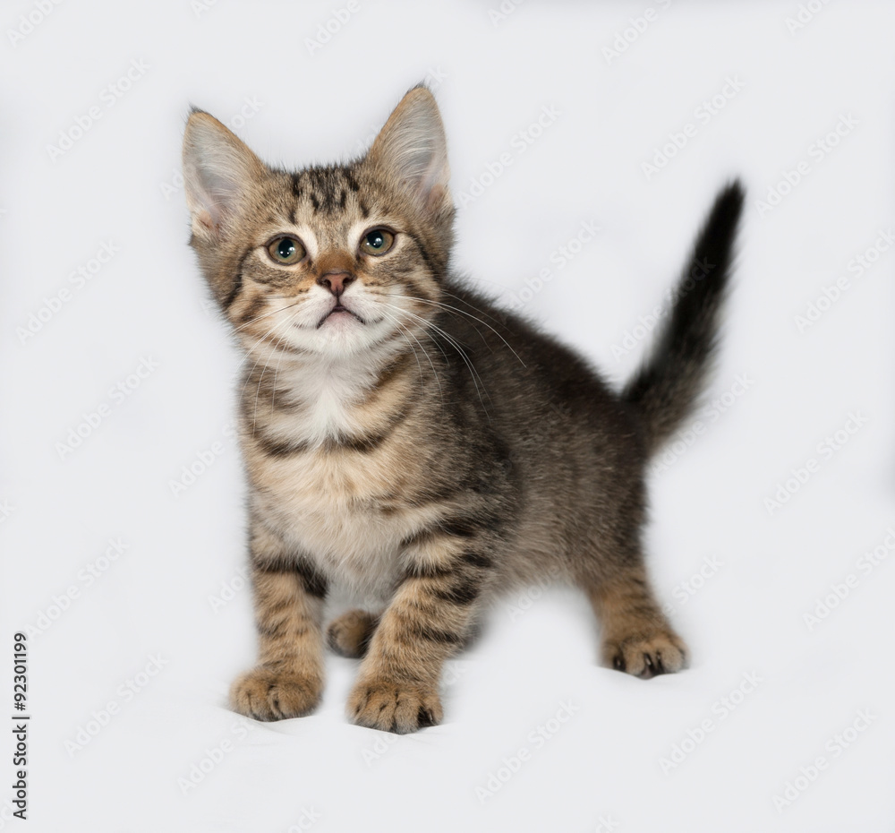 Striped and white kitten standing on gray