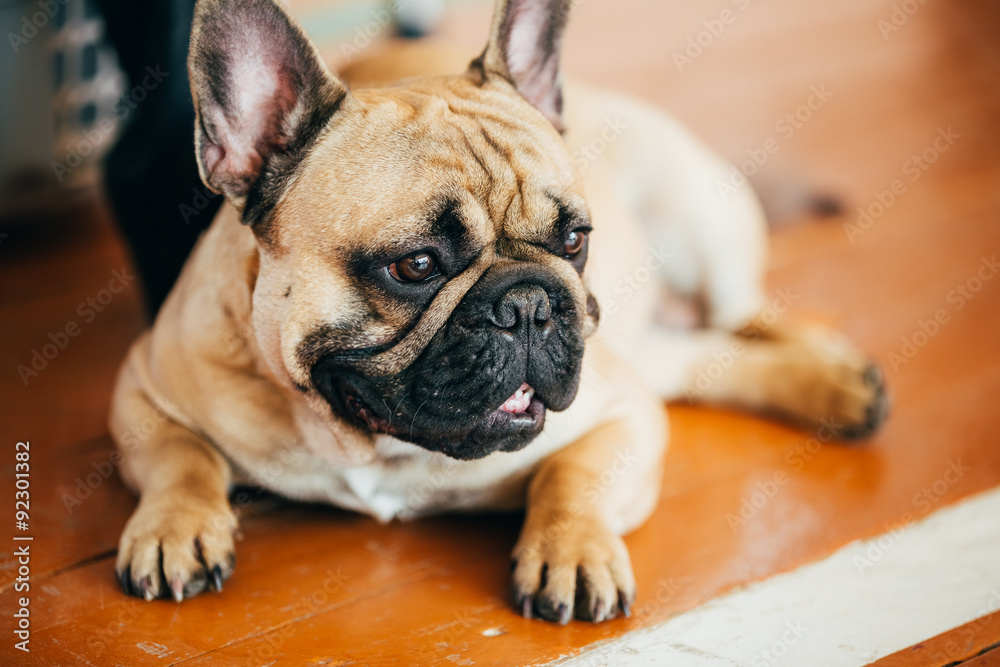 The French Bulldog is a small breed of domestic dog