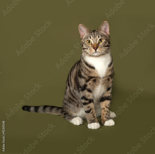 Tabby and white cat sitting on green