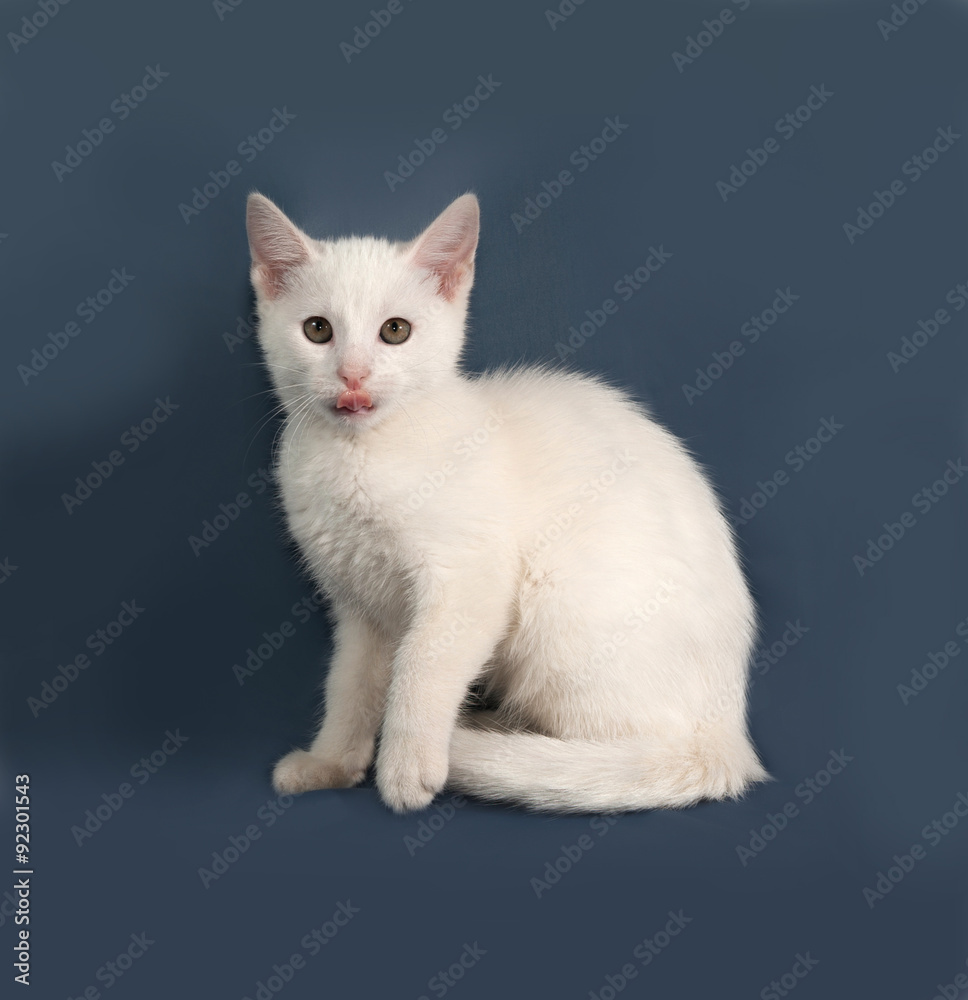 Small white kitten sitting on gray