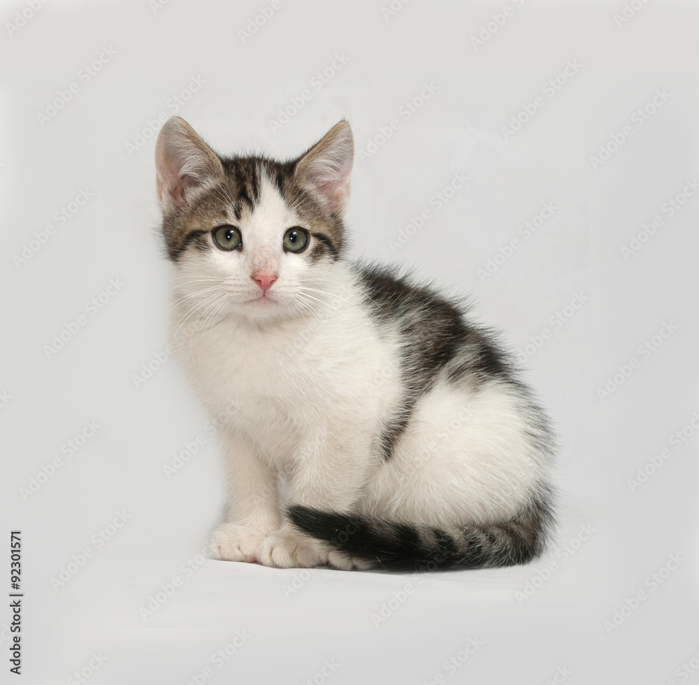Striped and white kitten sitting on gray Striped and white kitten sitting on gray