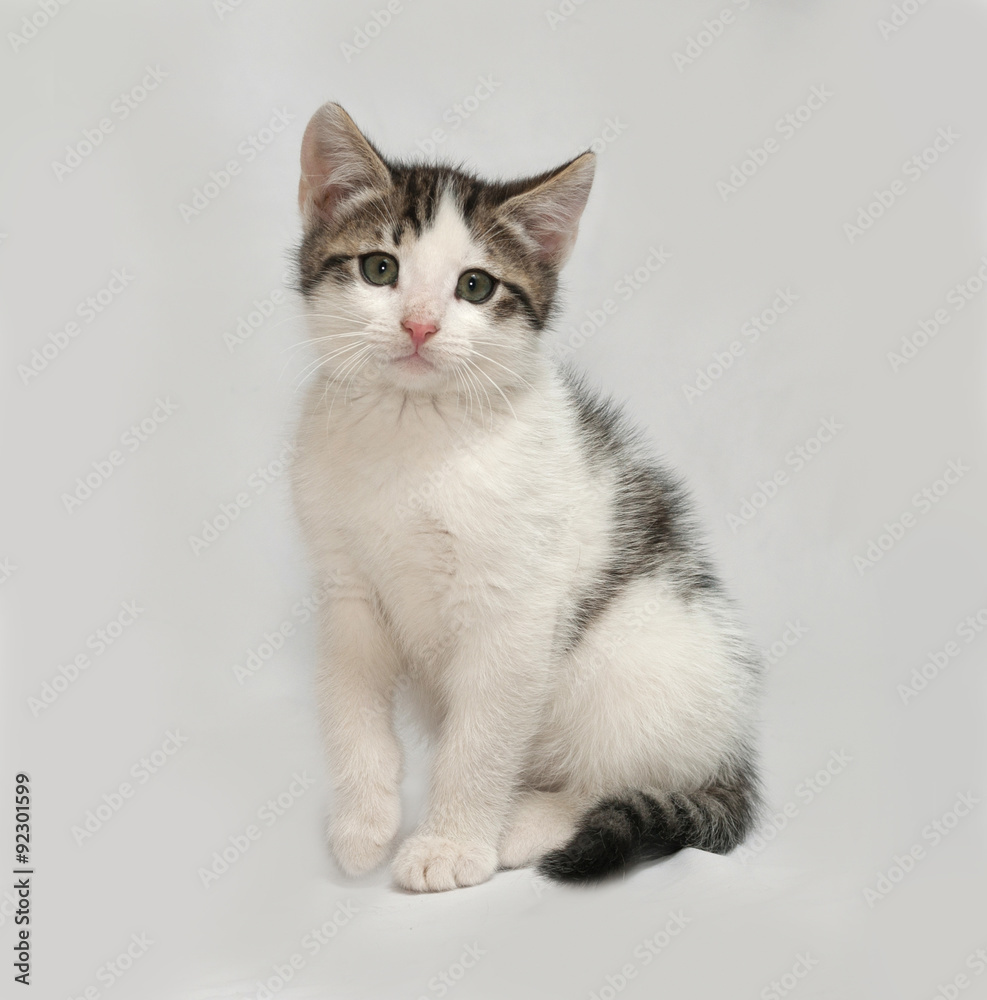 Striped and white kitten sitting on gray Striped and white kitten sitting on gray