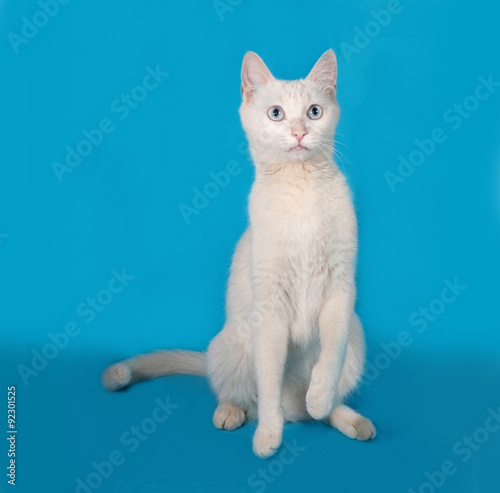 White cat with blue eyes sitting on blue