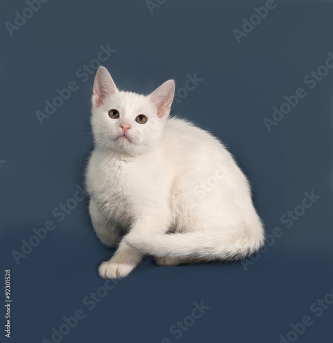 Small white kitten sitting on gray