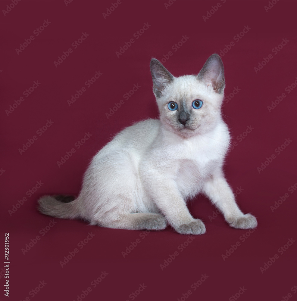 Thai white kitten sitting on burgundy