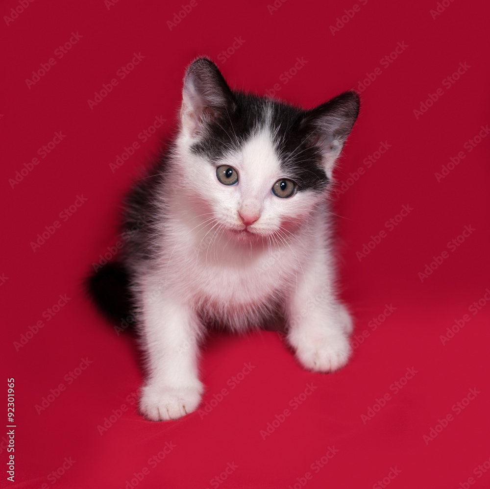 White and black kitten sitting on red