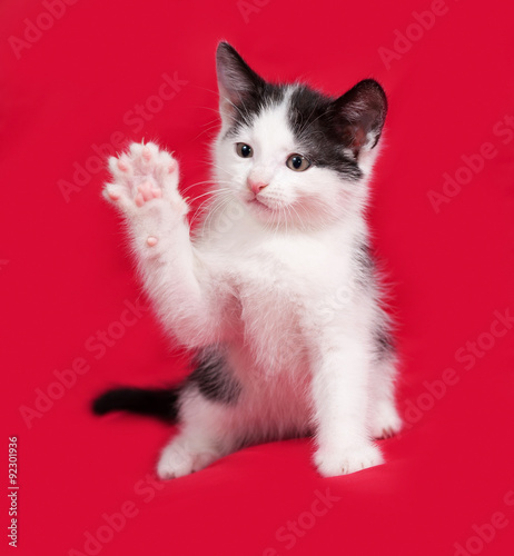 Black and white kitten playing on red