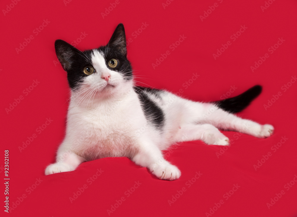 White and black cat lying on red