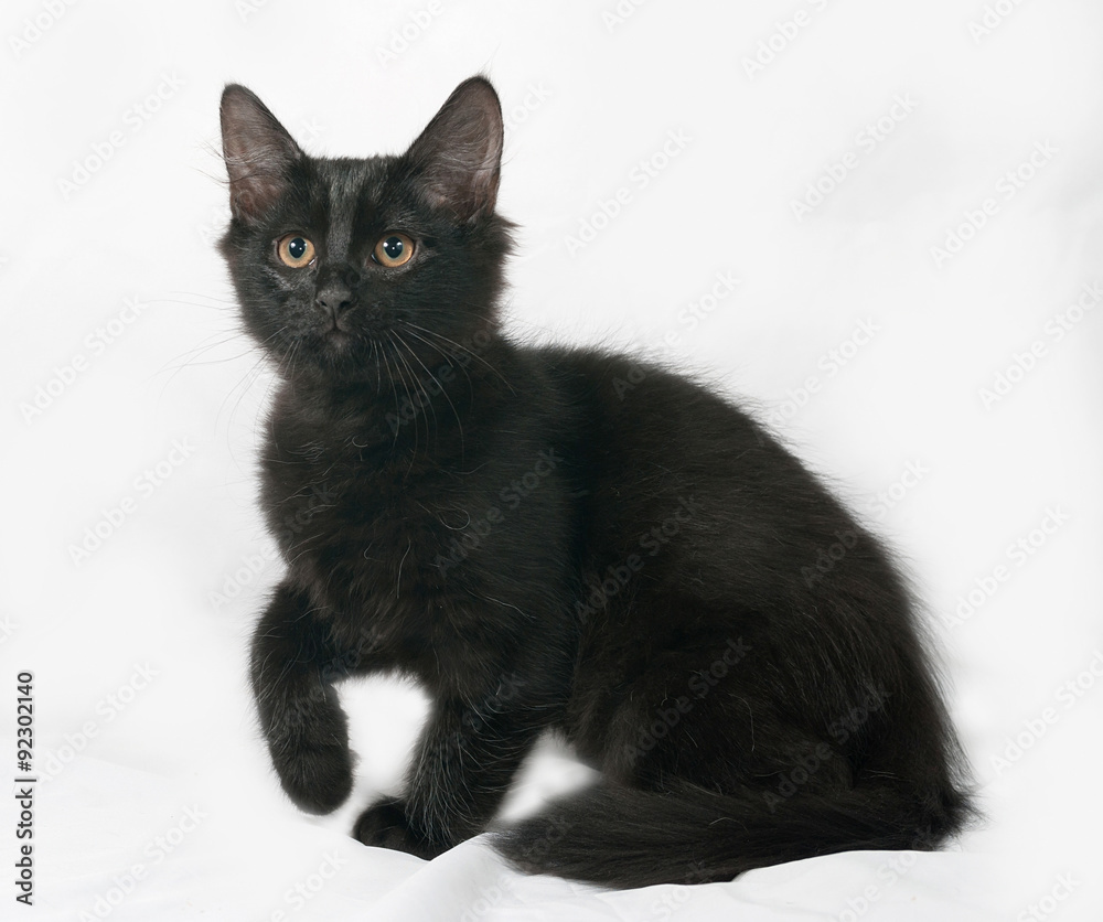 Black fluffy kitten sitting on gray