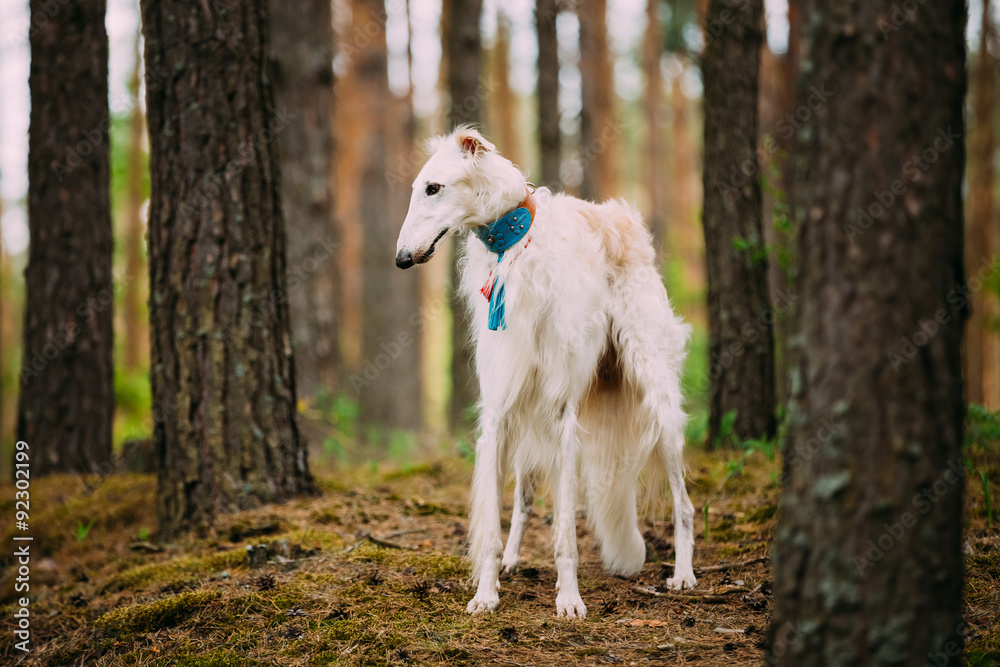 Borzoi, Hunting dog in Spring Summer Forest. These dogs speciali