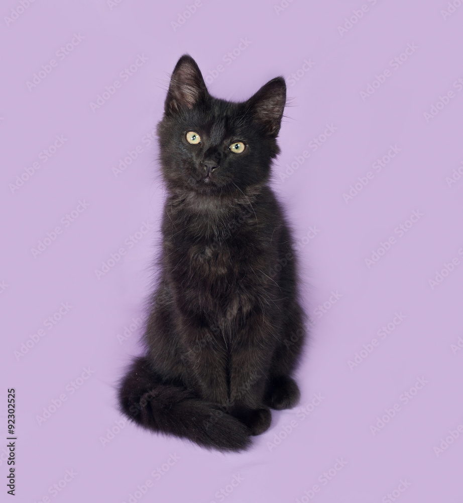 Black kitten sitting on lilac