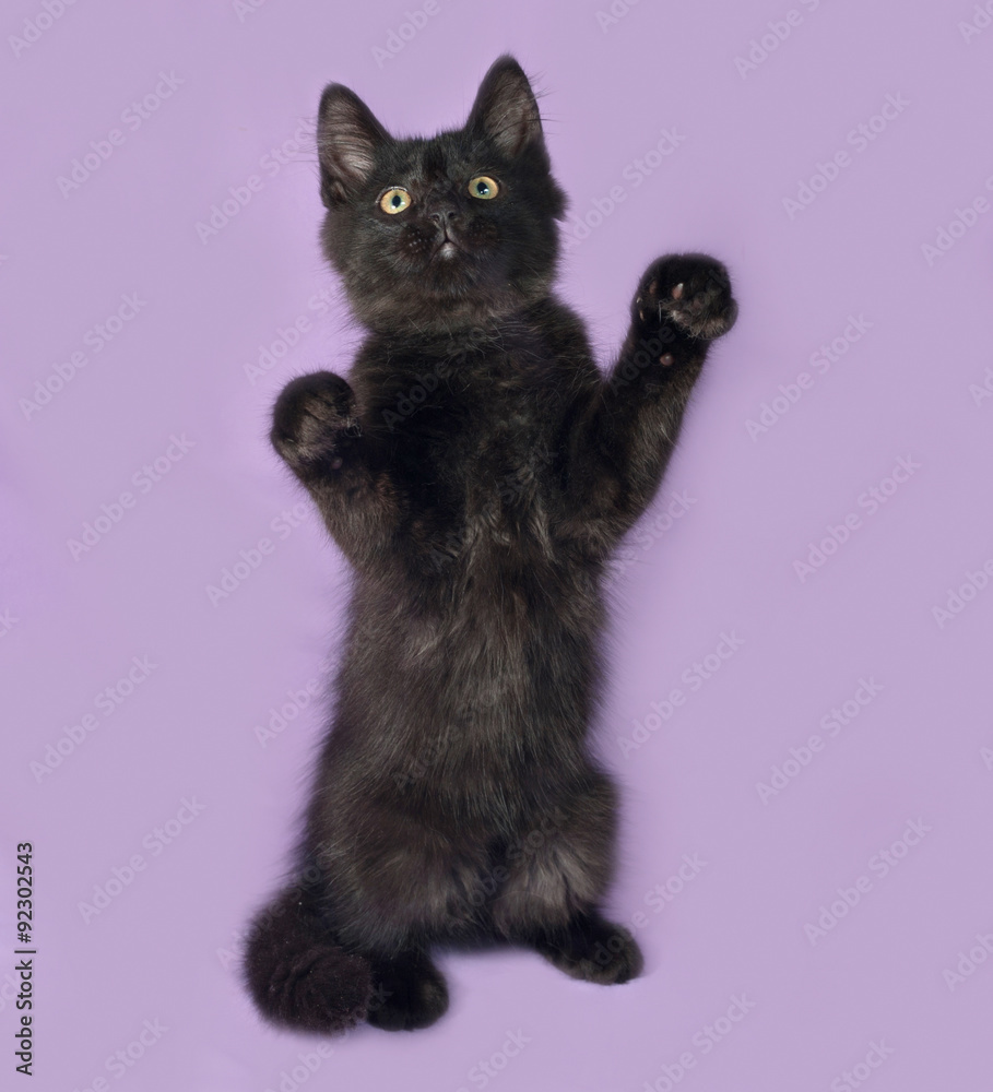 Fototapeta premium Black fluffy kitten standing on lilac