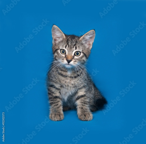 Striped kitten sitting on blue