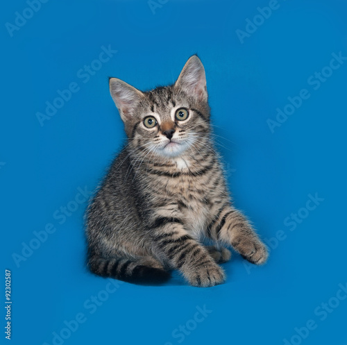 Fototapeta Naklejka Na Ścianę i Meble -  Striped kitten sitting on blue