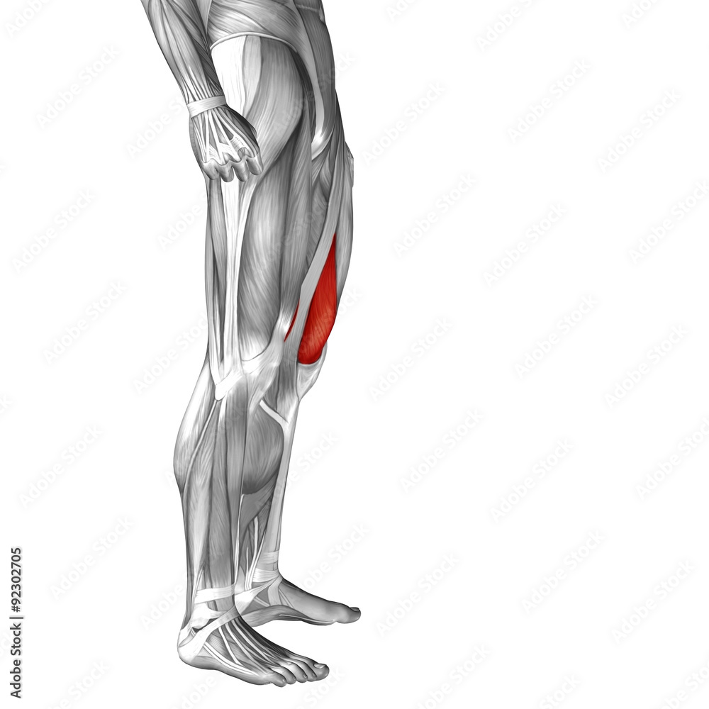 Conceptual 3D human front upper leg muscle anatomy Conceptual 3D human front upper leg muscle anatomy
