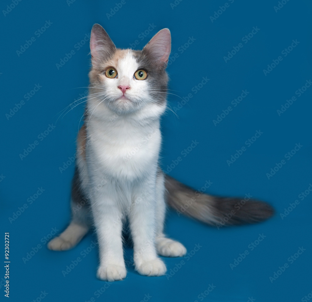 Fluffy tricolor cat sitting on blue Fluffy tricolor cat sitting on blue
