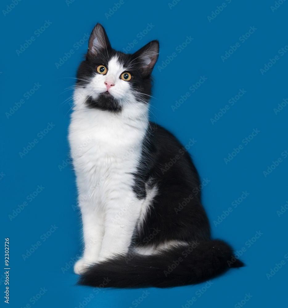 Fluffy black and white cat sitting on blue Fluffy black and white cat sitting on blue