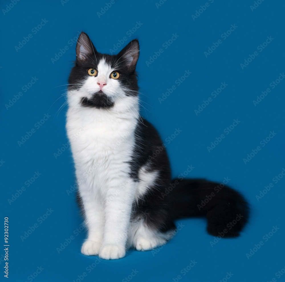 Fluffy black and white cat sitting on blue