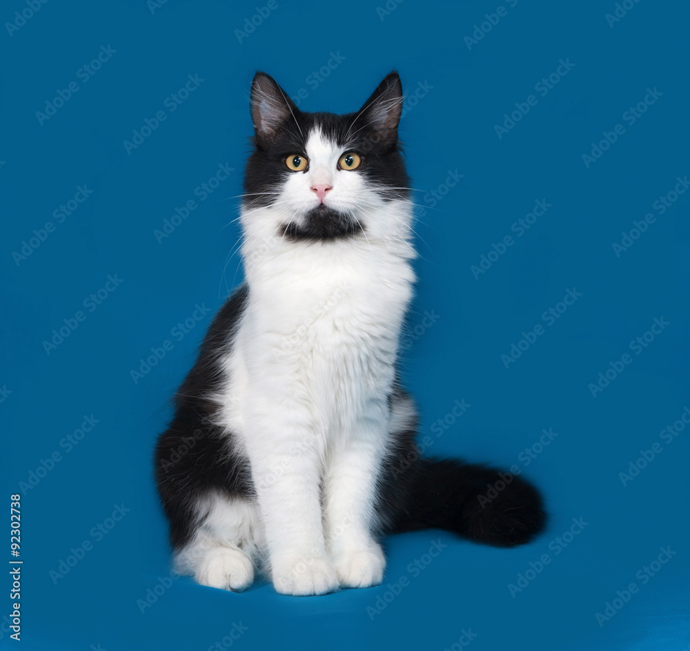 Fluffy black and white cat sitting on blue Fluffy black and white cat sitting on blue
