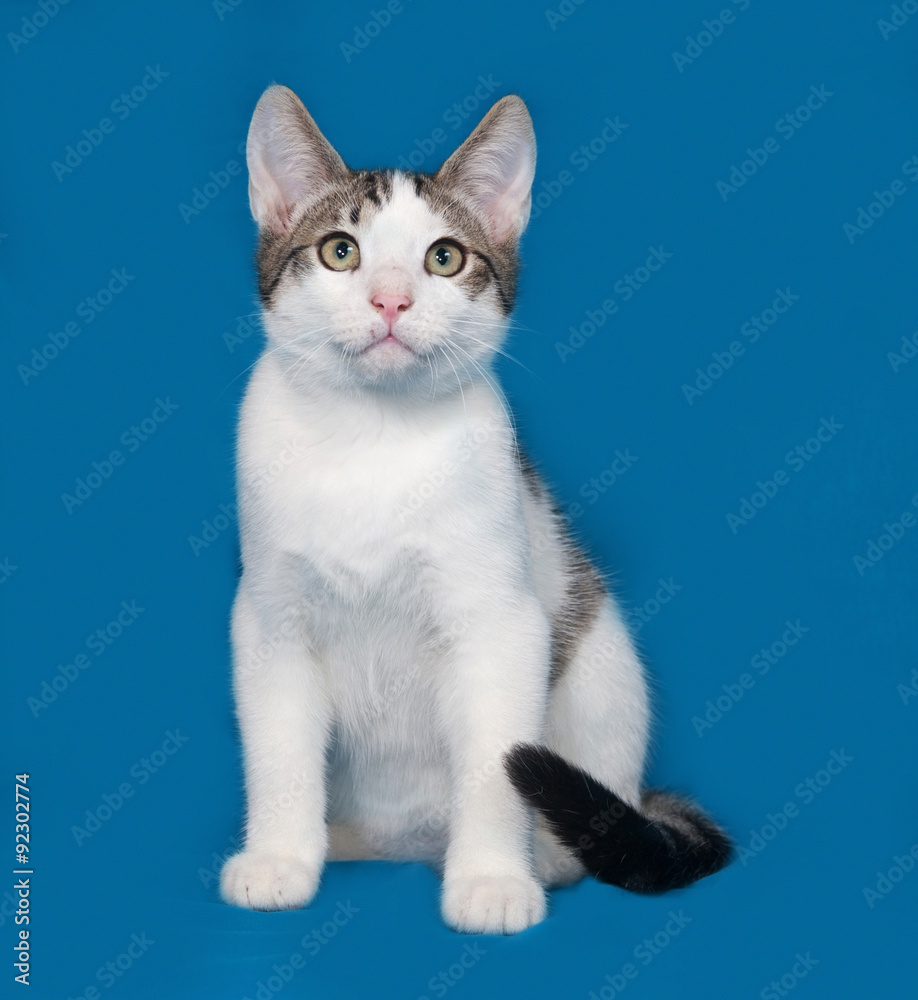 White and gray kitten sitting on blue