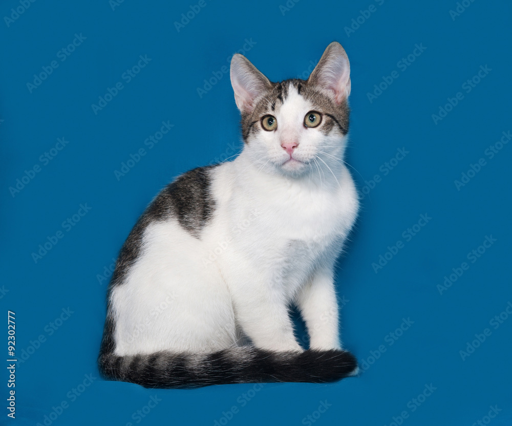 White and gray kitten sitting on blue