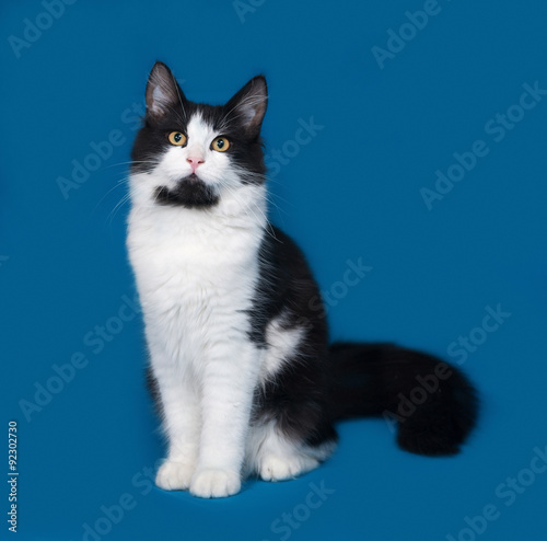 Fluffy black and white cat sitting on blue © Hanna Darzy