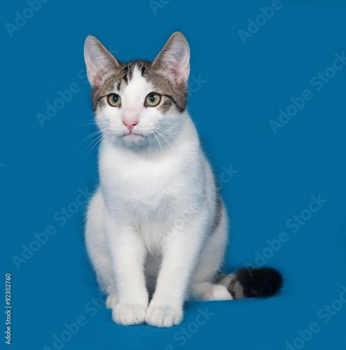 White and gray kitten sitting on blue