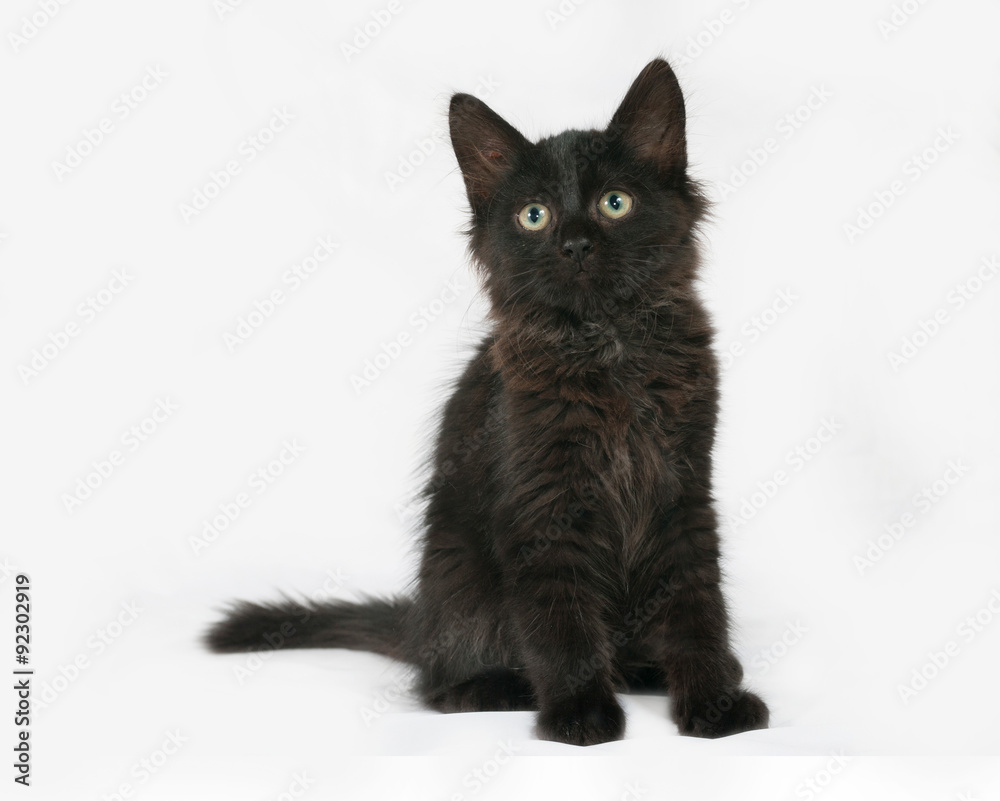 Black fluffy kitten sits on gray