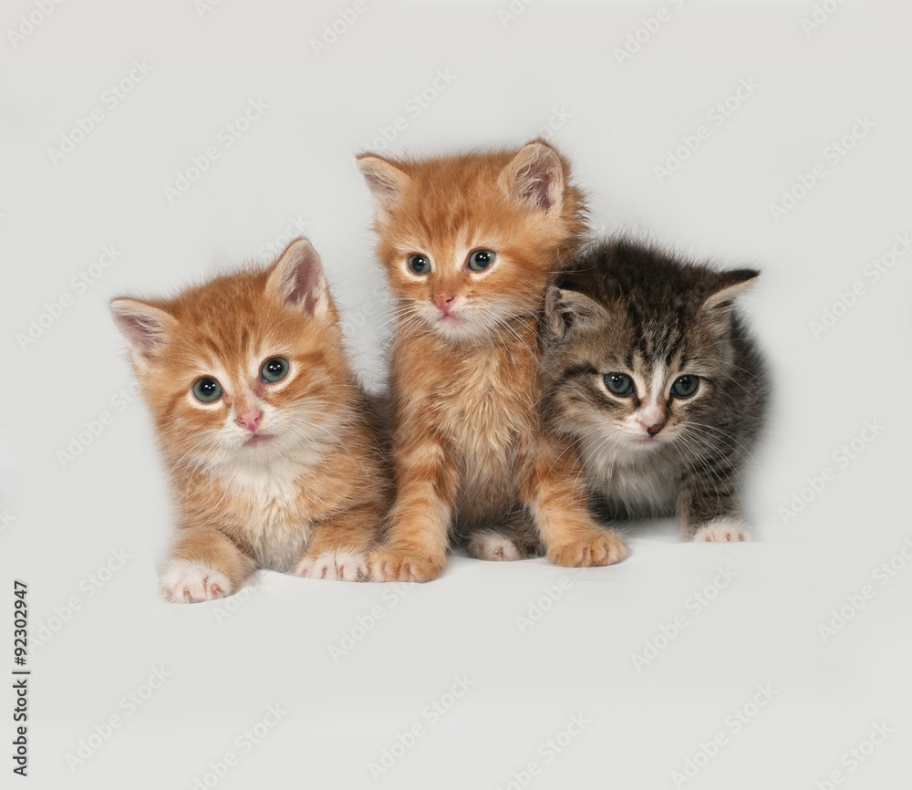 Three fluffy kitten sitting on gray