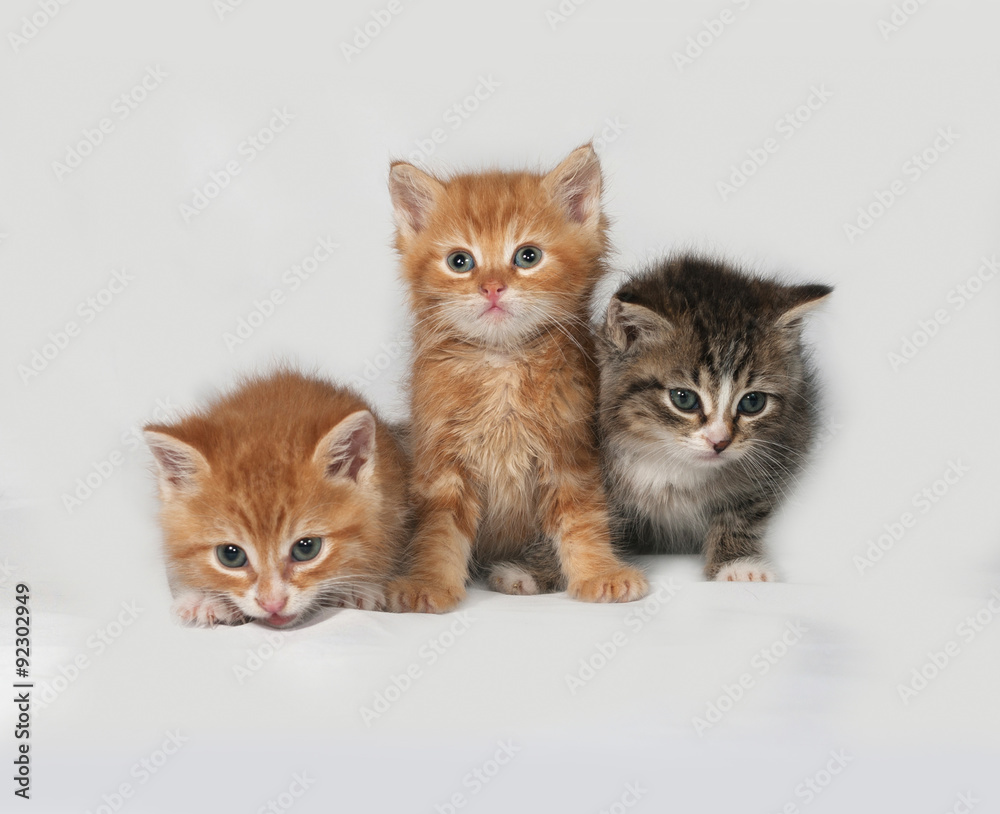 Three fluffy kitten sitting on gray
