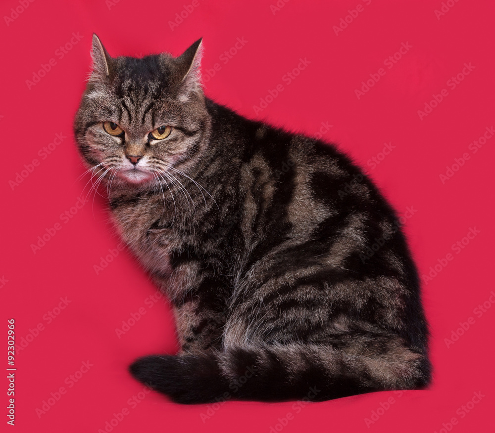 Obraz premium Striped cat sitting on red