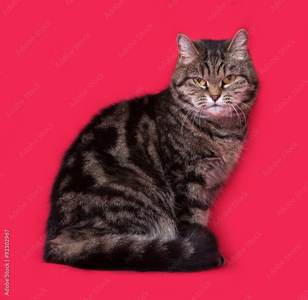 Obraz premium Tabby cat