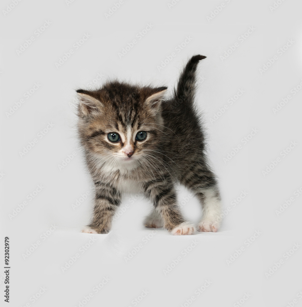 Obraz premium Tabby kitten