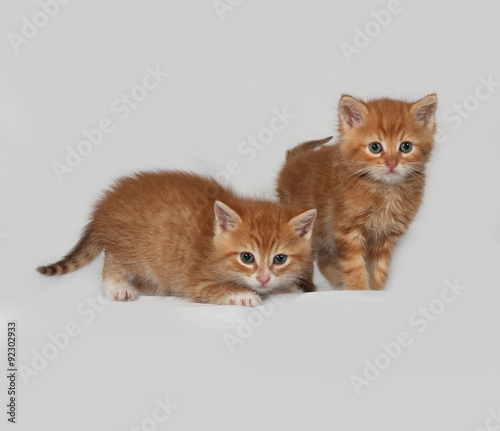 Two red kitten on gray