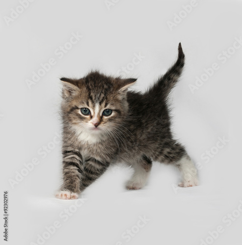 Gray and white fluffy kitten standing on gray © Hanna Darzy